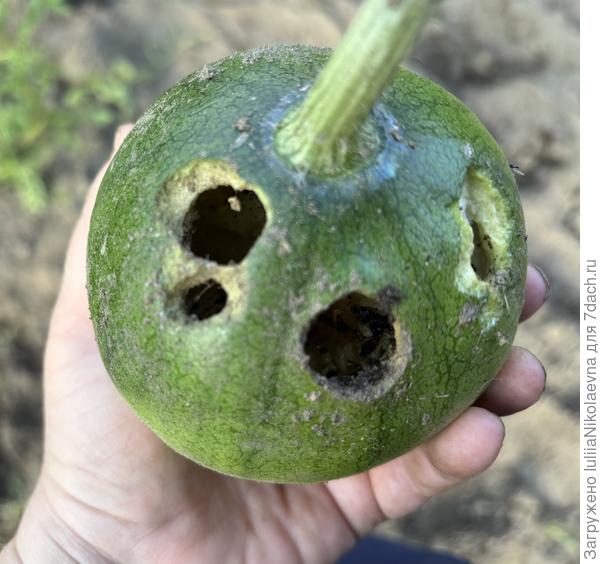 Вот так испанские слизни жрали бедолаг.