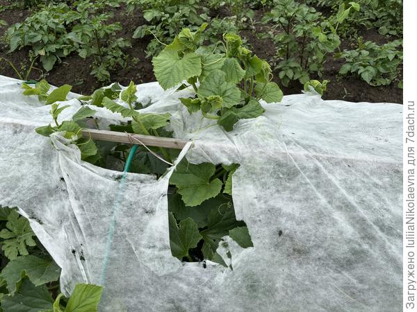 28 июня. Дыни разодрали старый лутрекс. Пришлось его снять