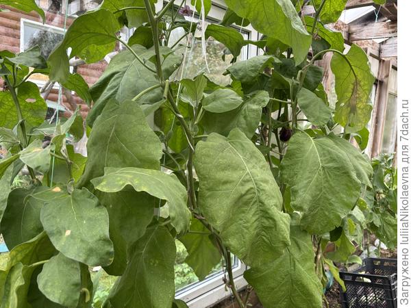 5 октября. Мощь привитышей