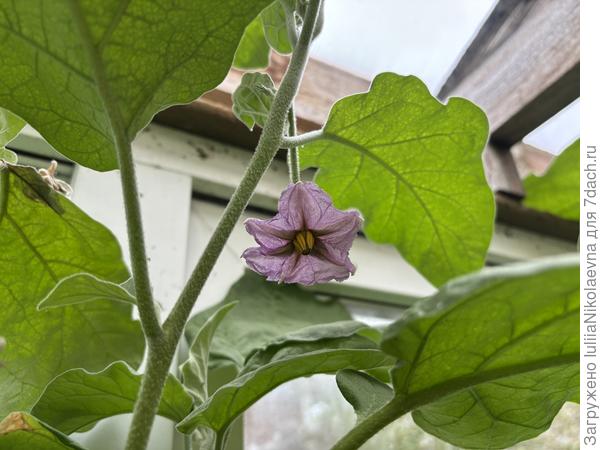 5 октября. Решили, что лето будет вечным. Цветут дурики