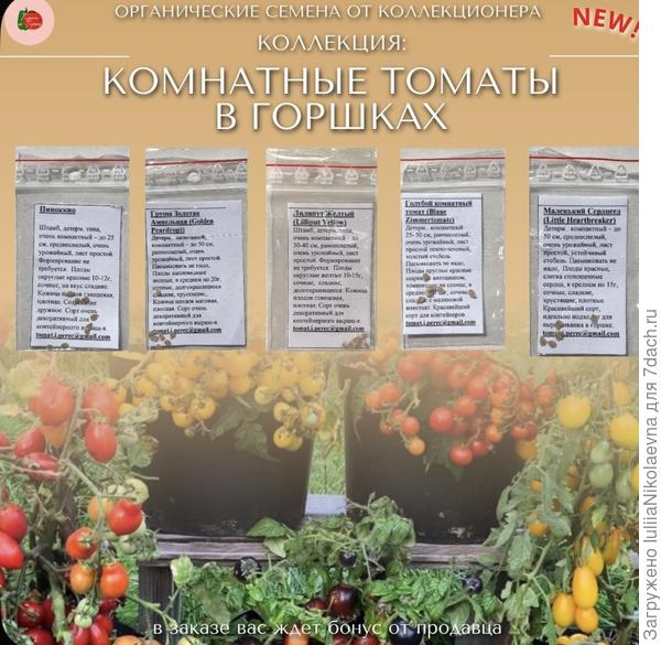 5 томатов для горшков🥲