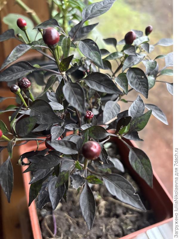 Чёрная жемчужина