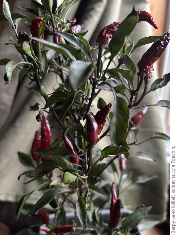 Северное сияние