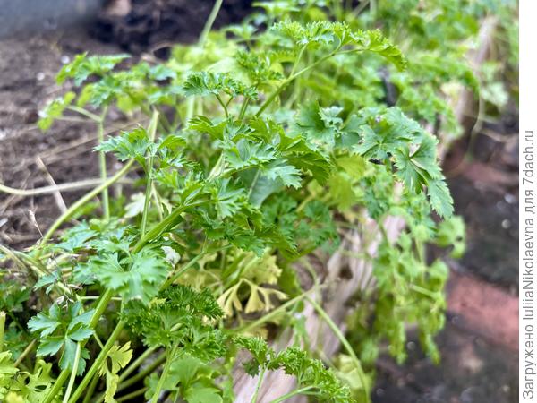 Петрушка в теплице