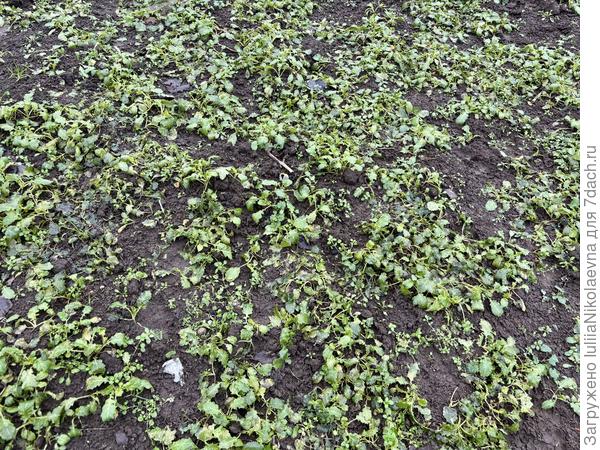 Снег сошёл и горчица, посеянная после картошки зелёная