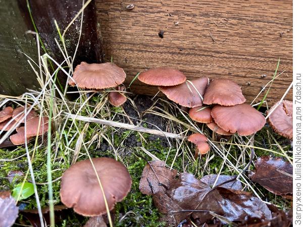 Новогодние грибочки