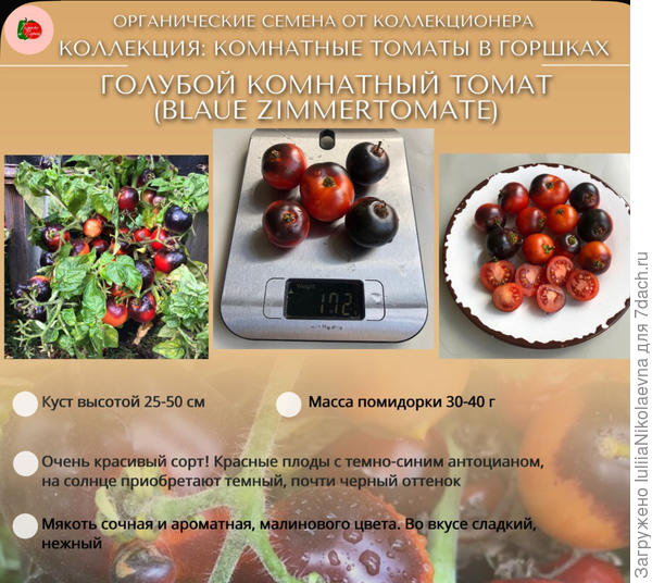 Голубой комнатный на картинке очень понравился