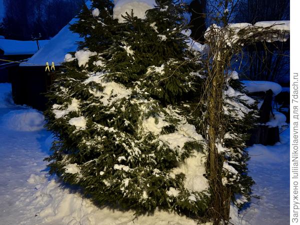 На ёлке много снега было, но муж как раз снегодня стряхнул.