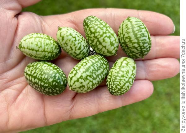 Мелотрия по вкусу не понравилась, чуть кислый огурчик. Обычные огурцы вкуснее😊 В этом году снова посажу, прикольные потому-что. Мышкины арбузики