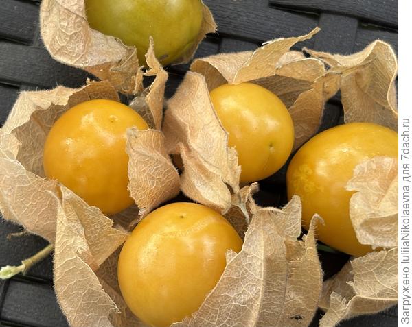 А вот физалис ягодный это очень вкусно. Все кто пробовал ещё просил.