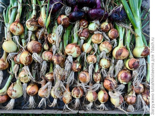 Экстерн 2025. Производитель заявлял размер луковок 65-90г. У меня в основном по 100г получились