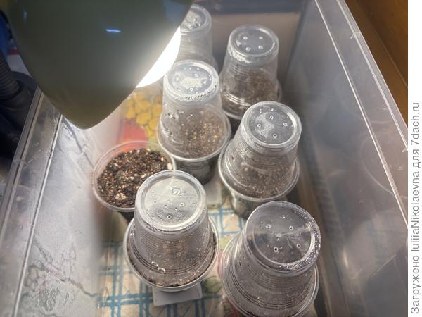 Вот так получилось. Крышку с контейнера сняла, чтобы освещение лучше проходило