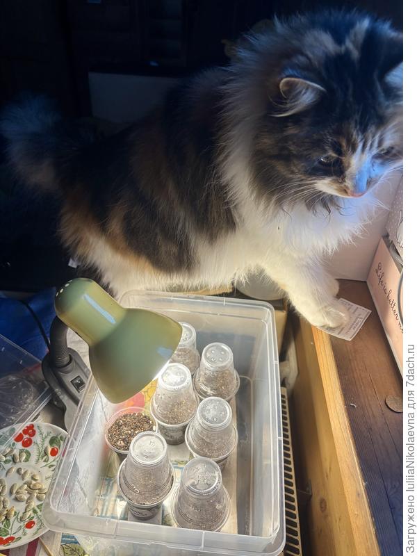 И тут же Сансара прискакала!!! Вот же ж любопытная Варвара! Наверное, обратно крышку придётся надеть🤷‍♀️