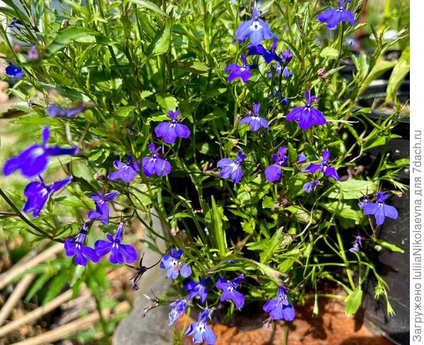 Вот такая в прошлом году была. Сорт не известен