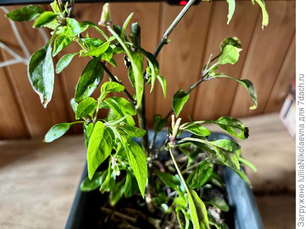 Северное сияние