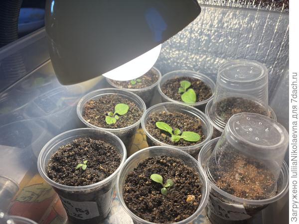 Посев 22.01 и 26.01