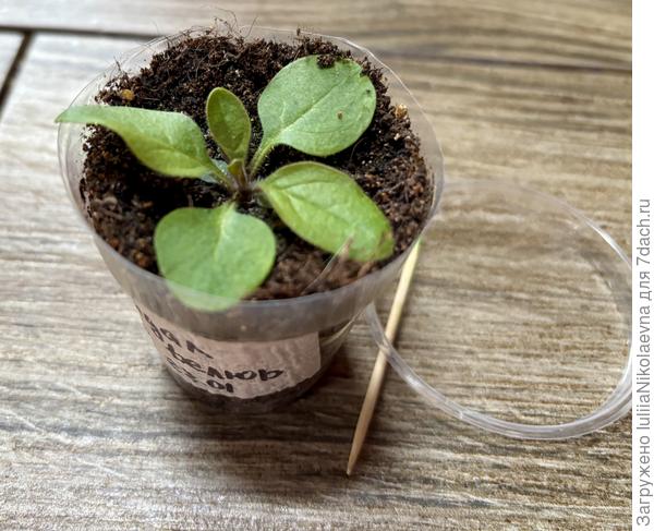 Обрезала, выпустила листик на свободу