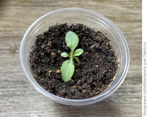 Опера. Посев 26.01