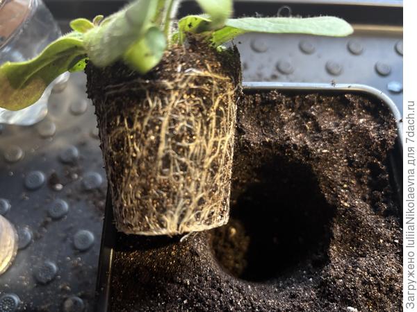 Пока думала пора/не пора, вот чего наросло🫣