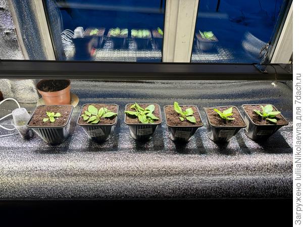 На подоконнике под «взрослой» лампой