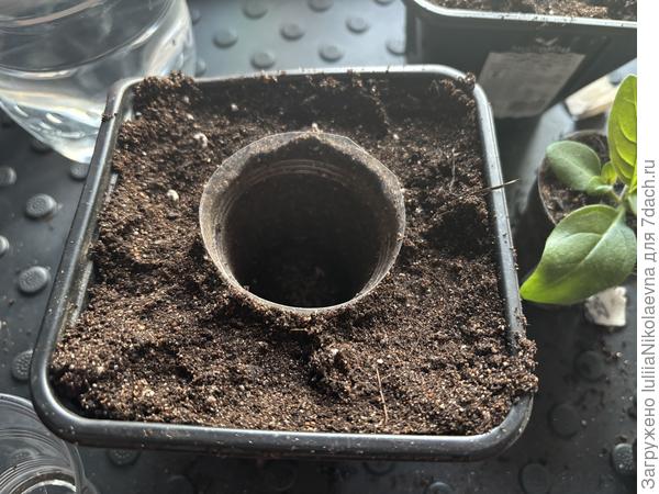 Взяла пустой стаканчик 0,1, обсыпала его грунтом. Получилась лунка ровно такого объема, как нужно