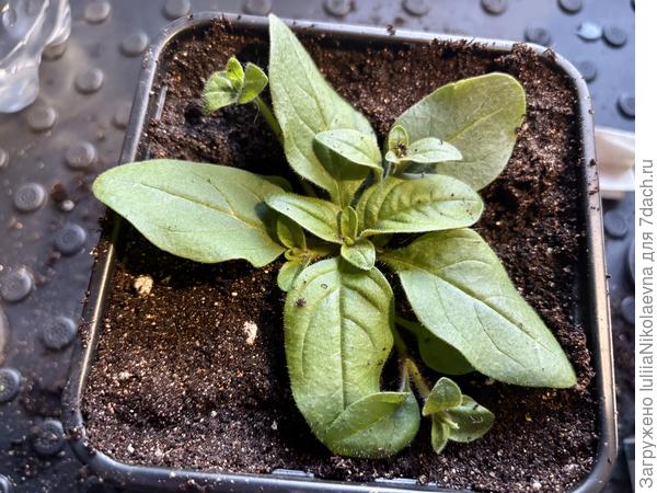 В новом домике