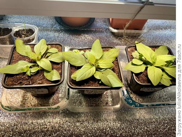 Сильвер и Пинк ведёт себя скромнее