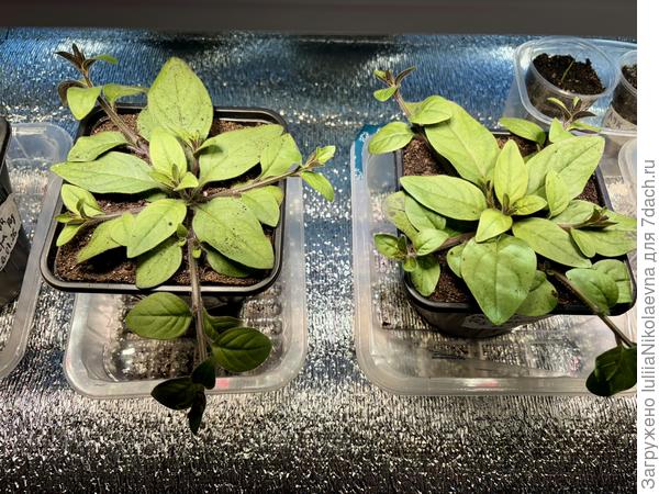 Ред велюр самый сильный. Косы за края горшка выпусти