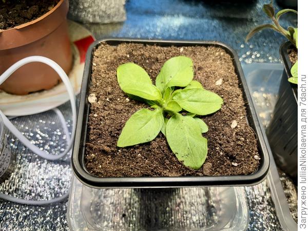 А это Опера. Посев 26 января. Какая-то тугодумная. Начинаю злиться на неё