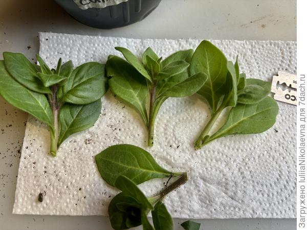 Прямо жирнющие