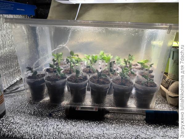 Сбрызнула водой, поставила под лампу