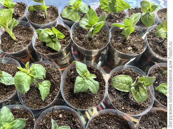 Натыкала в стаканы