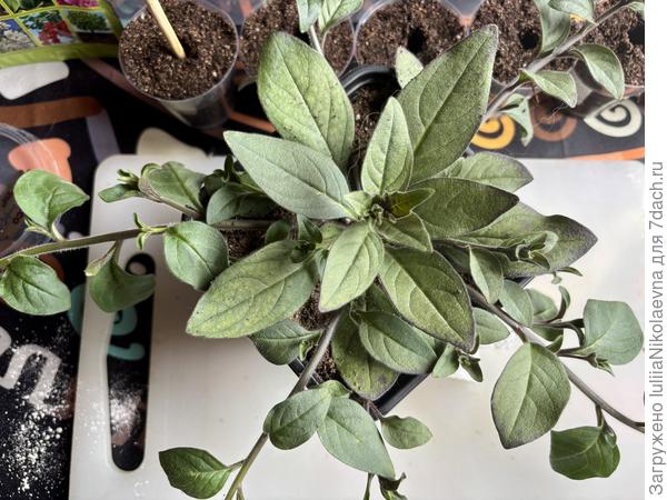 Тайдал Рэд велюр