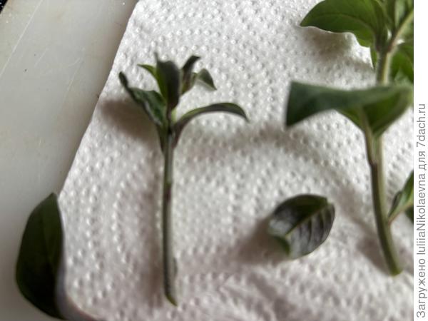 Вот так обрезала