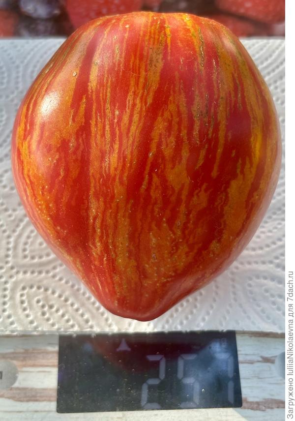 Первый созревший в ОГ