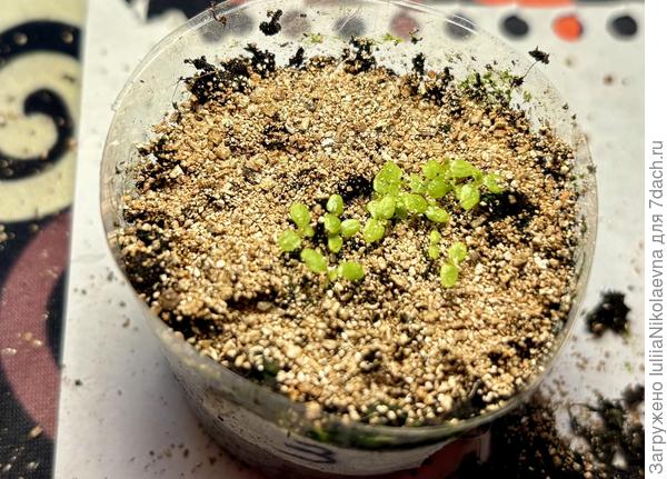 Счистила мох и засыпала вермикулитом