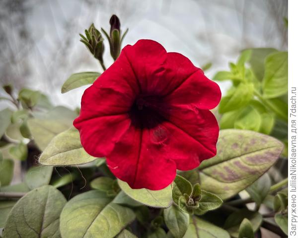 Тайдал Рэд Велюр зацвёл😊