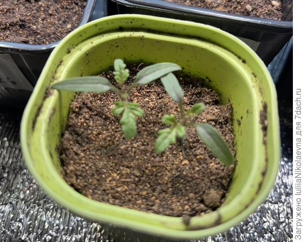 Дубли выщипнула. Вроде оба хороши, но жизнь жестокая штука. Место тут только одному