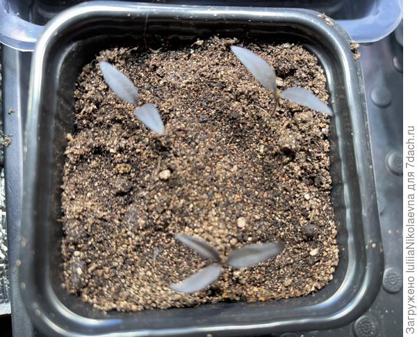 Гипноз. Так дальше и буду выращивать троицу в одном горшке