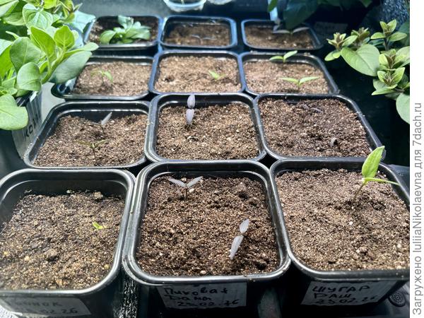 Перчики для кашпо