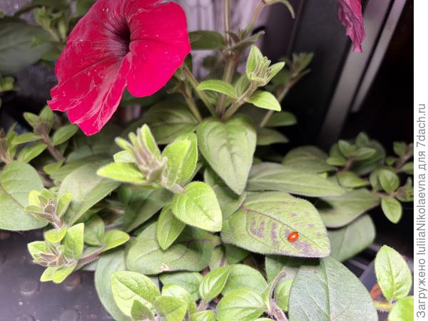 Во) по петунии ползает