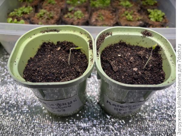 А этот ужас ужасный- томаты для подвоя баклажан. Сеяла 3 марта сухими семенами. Вечером и намёка в стаканах не было. А утром встала, а там жирафы вытянулись без света🫣