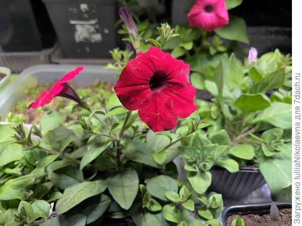 Хочу маточники на холодную веранду переставить. Растут, как сумасшедшие. Но боюсь им навредить низкой температурой.