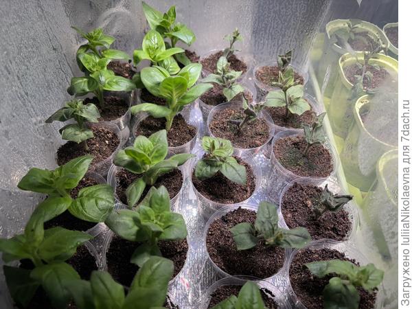 Слева укоренились, справа гибнут.