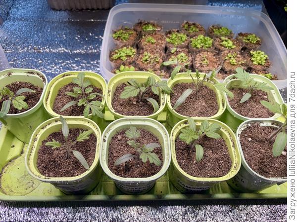 Вот такая мелочь для контейнерного выращивания сегодня