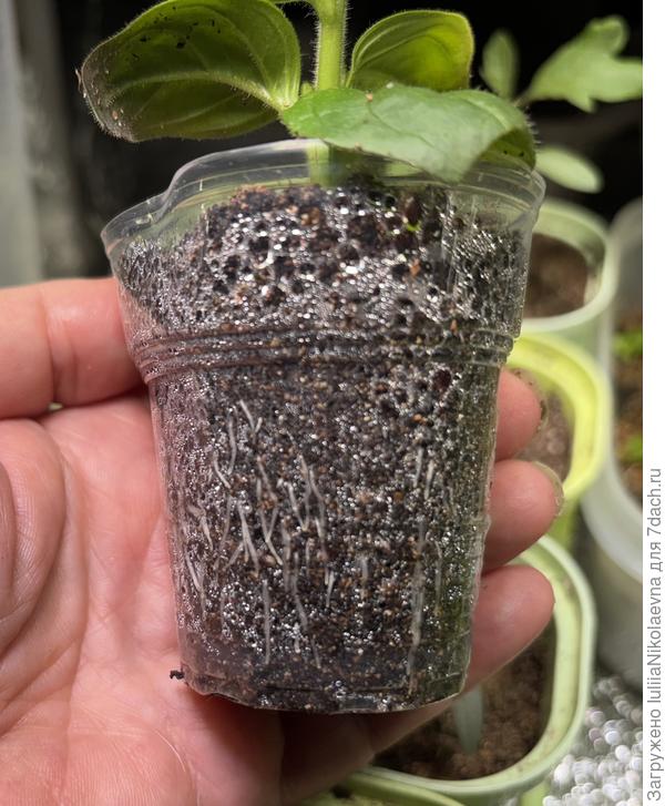 На стенках стакана конденсат, плохо видно. Но там корней полный стакан