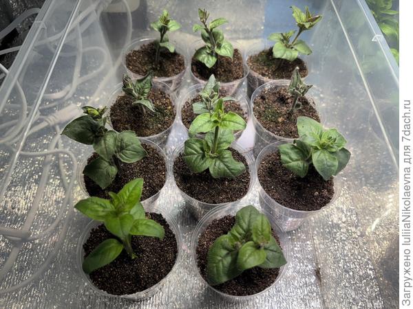 Дохленькие