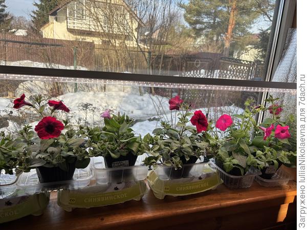 Маточники. Два с права Пинк. Третий справа Рэд. Четвёртый справа Сильвер начинает зацветать. Вообще не тот цвет, что на картинке.