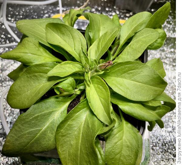 После снятия черенков. Такая жирная, как кочан капусты 😁