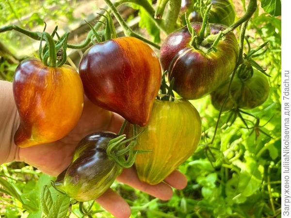 Сладкая карамель с анто